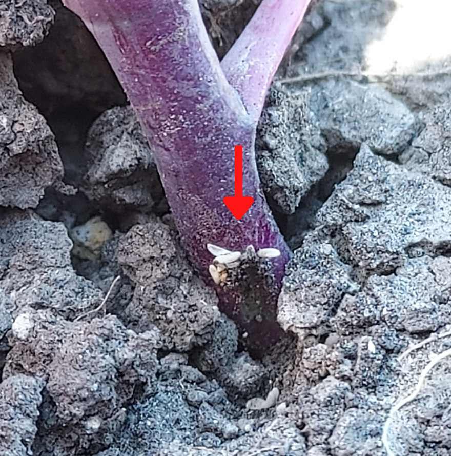 Cabbage maggot eggs at stem of plant.